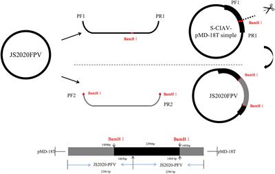 Construction of chicken infectious anemia virus infectious clone and study on its pathogenicity